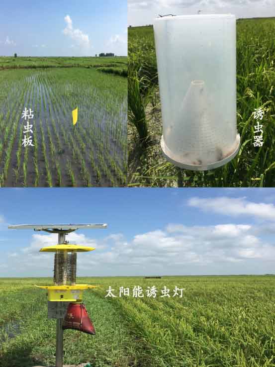 物理、生物防蟲(chóng)